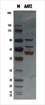 AAV 2