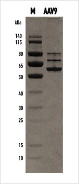 AAV 9