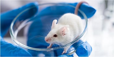 Disease Model Generation Using CRISPR