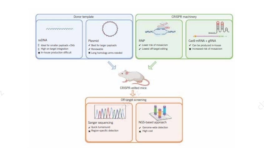 Disease Model Generation Using CRISPR