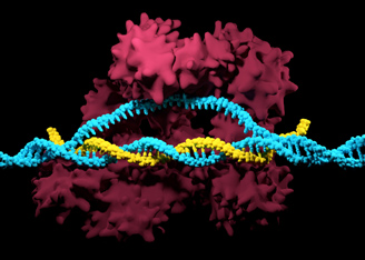 Enabling Non-Viral T Cell Engineering with ssDNA HDR Templates