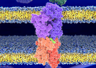Finding the Best Tumor Antigen Peptides for Immunotherapy