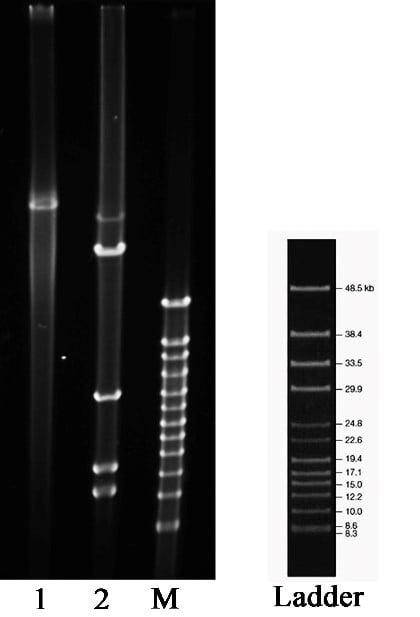 Plasmid gel electrophoresis & digested products by SalI