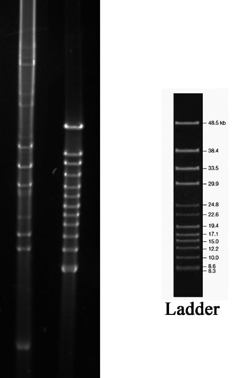 Plasmid gel electrophoresis & digested products by SalI