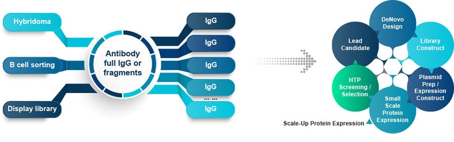 Antibody & Protein Engineering Workflow Antibody & Protein Engineering Workflow