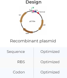 recombinant plasmid design
