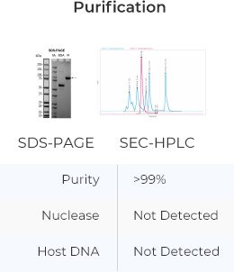 enzyme manufacturing- purification