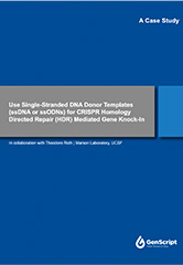 ssDNA HDR Templates for T Cell Engineering