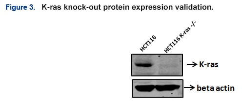 K-ras knock-out protein expression validation