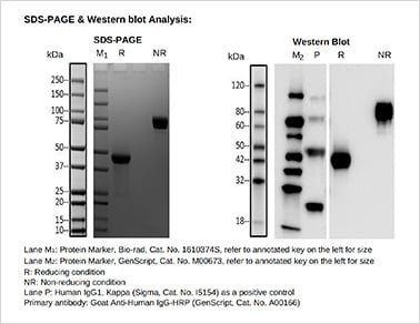 Fc fusion protein 2 SDS-PAGE & Western blot analysis