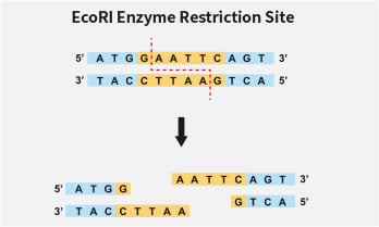 Mechanism: