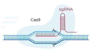 CRISPR/Cas9 sgRNA