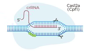 Cas12a/cpf1 crRNA