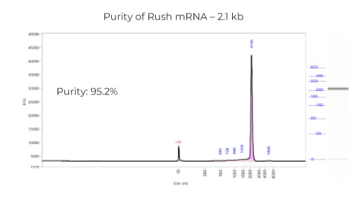 Purity of Rush mRNA – 2.1 kb