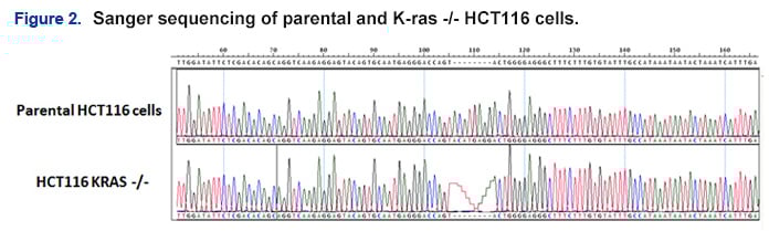 sanger sequencing of parental and K-ras cells