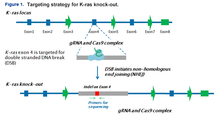 targeting strategy of K-ras knock-out