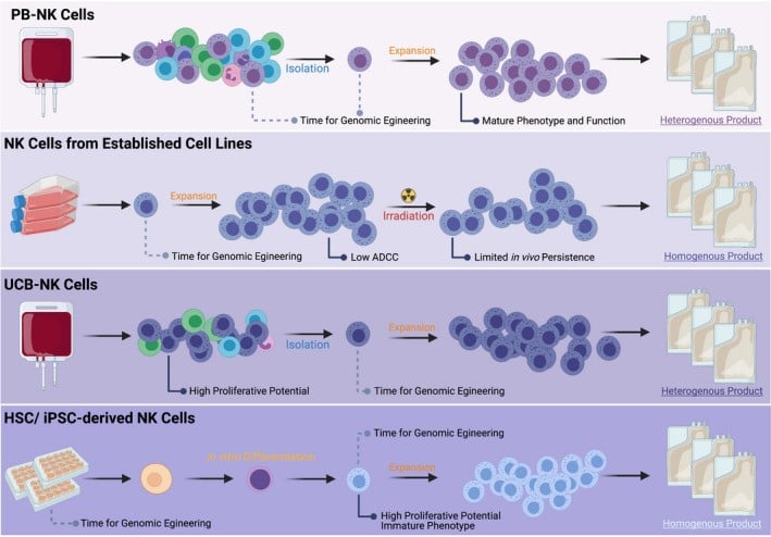 Workflow for engineering NK cells from sources like cord blood, iPSCs, and cell lines