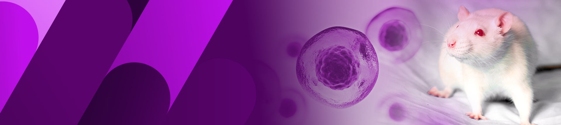 Recombinant Protein Expression in Mammalian System