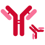 icon antibody production