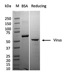 Virus protein expression