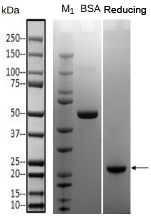 Secretory protein expression