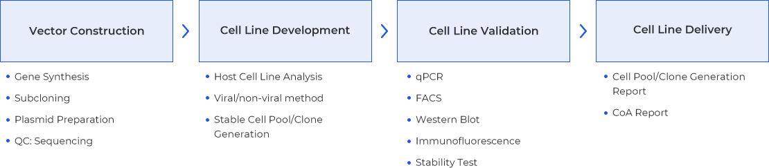 Assay Cell Line Workflow 