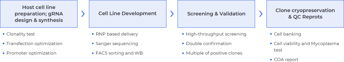 CRISPR gene editing workflow