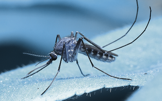 Invasive Species/Pest Control