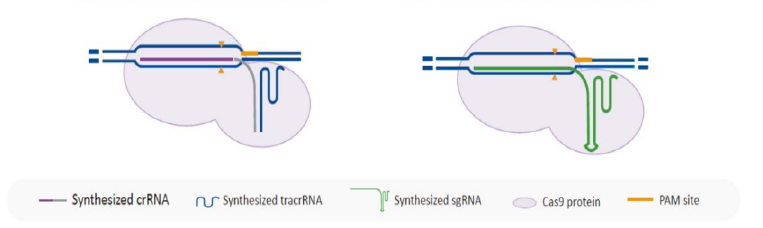 CRISPR Cas9