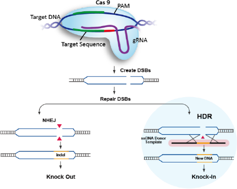 CRISPR Cas9