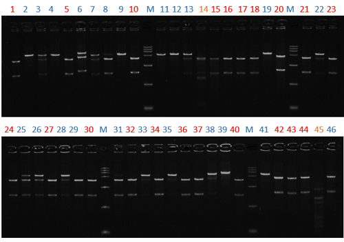 Enzyme activity screening in agarose gel Enzyme activity screening in agarose gel