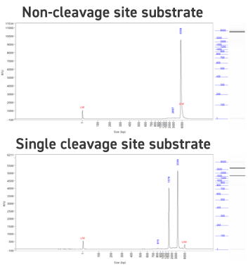 Substrate fragment analysis Substrate fragment analysis