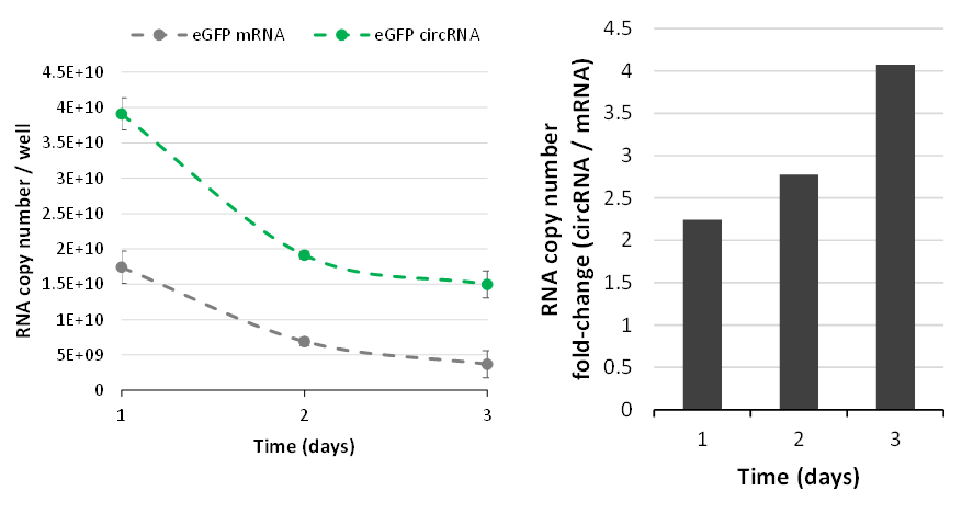 circRNA Has Higher Stability, Slower Degradation, and Higher Protein
		                                Expression Vs. Linear mRNA