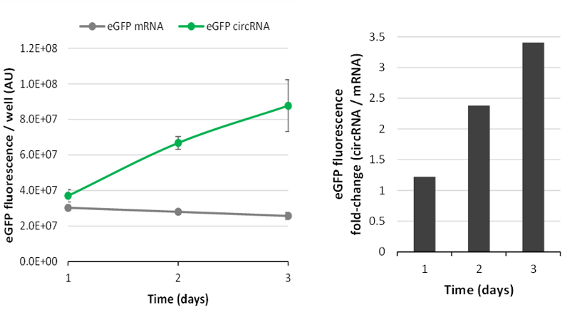 circRNA Has Higher Stability, Slower Degradation, and Higher Protein
		                                Expression Vs. Linear mRNA