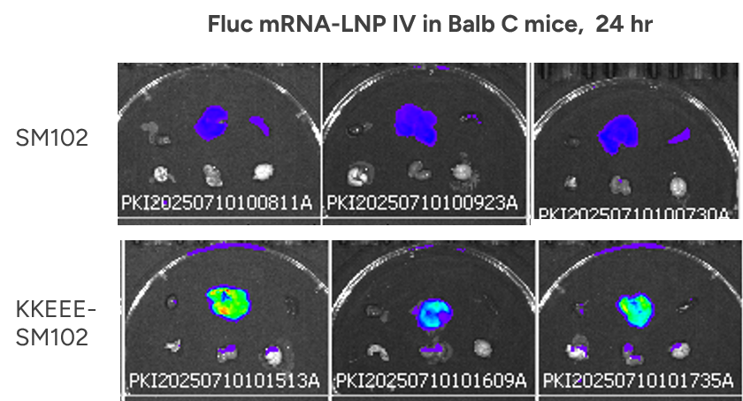 Case Study from GenScript
                                