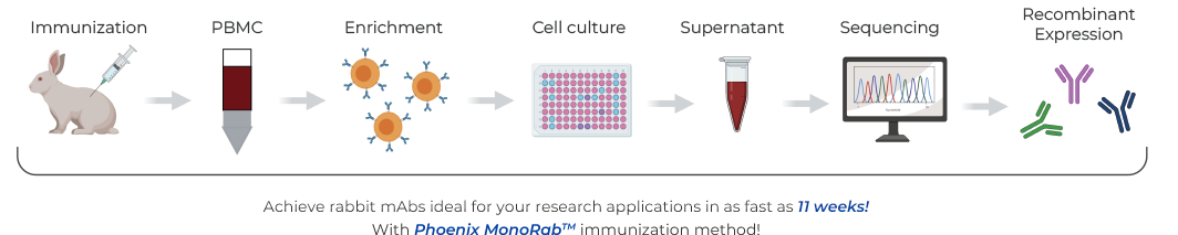 Workflow of MonoRab™-B Cell Cloning Platform