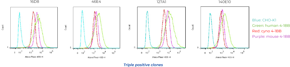 High success rate- Abs with Human, Cyno and Mouse cross-reactivity