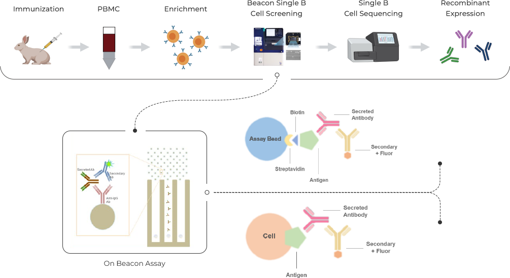 Workflow of Beacon-Single B Cell Sorting Platform