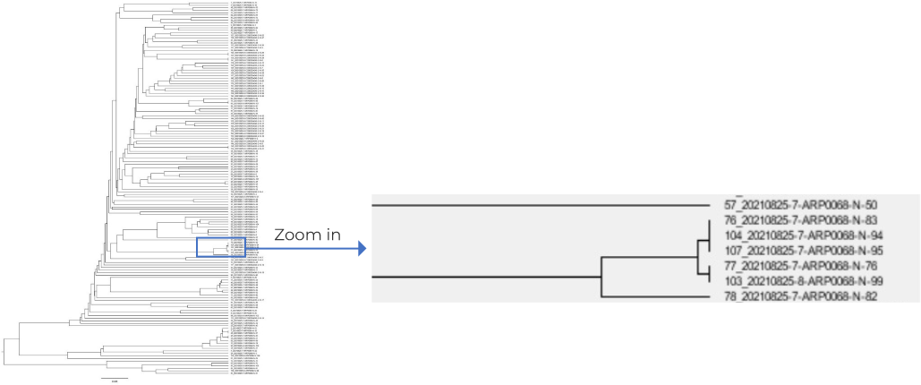 Antibody sequence analysis