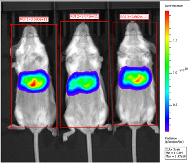 GenScript LNPs showed strong in vivo signal 8 hours after IV (left) or IM (right) injection in mice