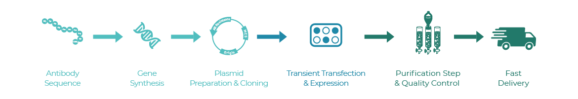 Mammalian expression workflow