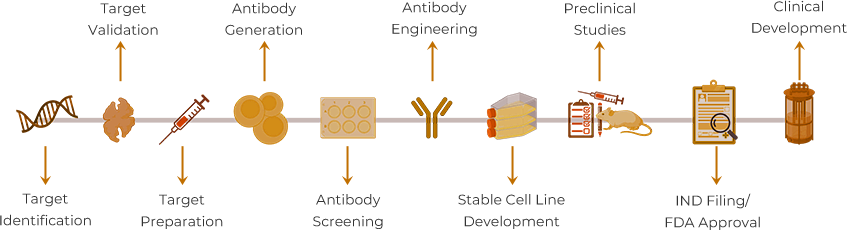 Antibody Drug Discovery