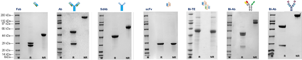 purified antibody products (M,R,NR)