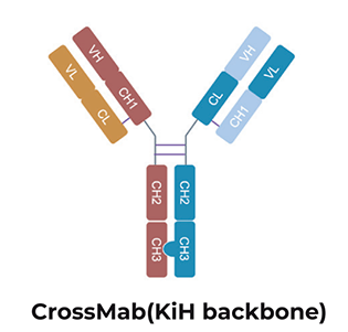 CrossMab(KiH backbone)