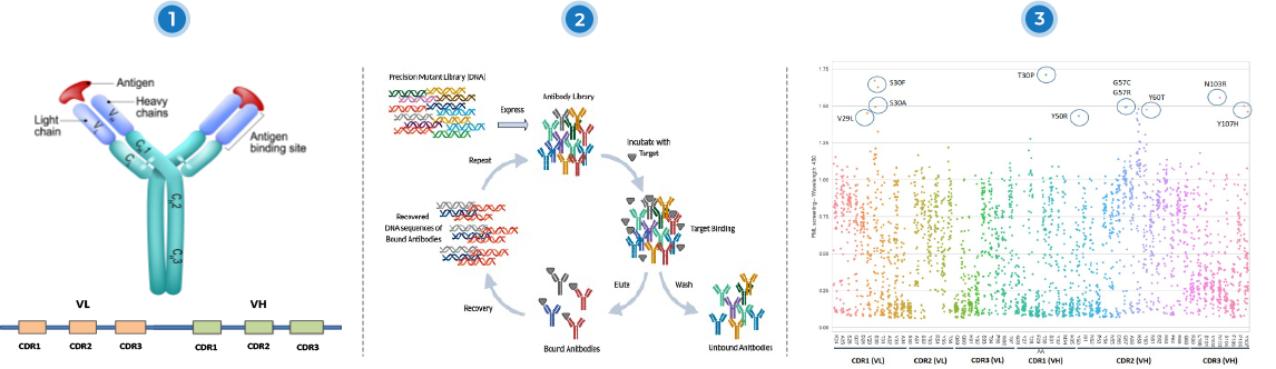 A complete mutant library for affinity maturation