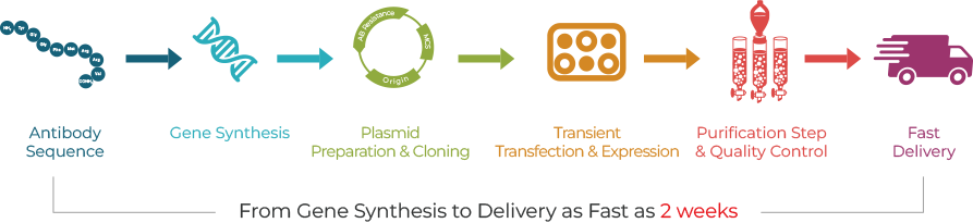 TurboCHO™ High throughput Services Workflow