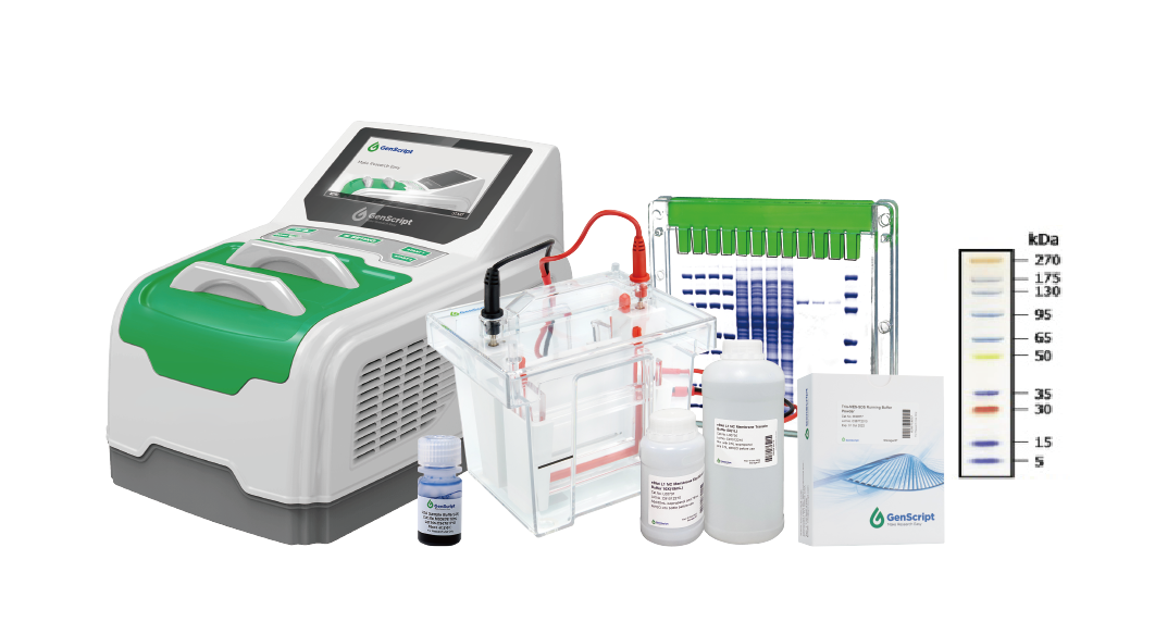 SurePAGE™ and eBlot™ Package