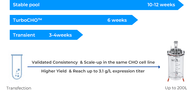 TurboCHO™ High throughput Services Workflow