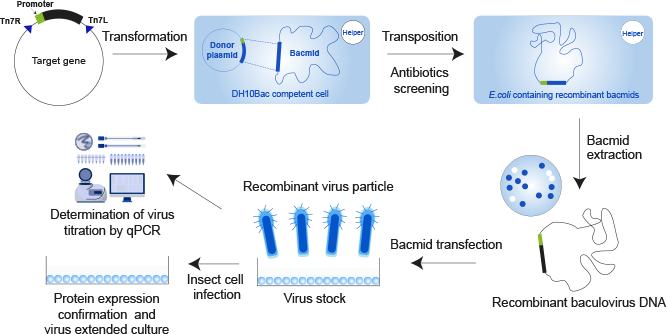 BacuVance cell Expression System General Workflow