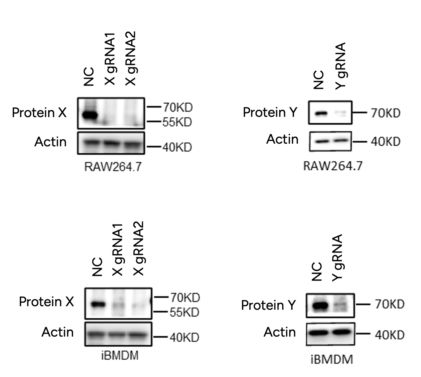 Validation of Knockout Efficiency by Western Blot